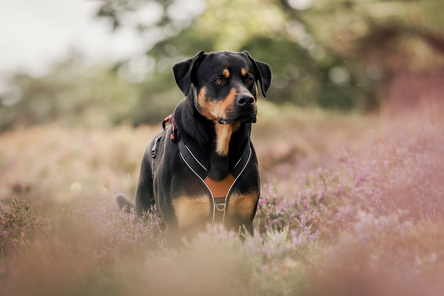 Terrain Trails hundesele - Stylish Black