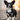 Adventure Trails Dog Harness - Black Herringbone Tweed