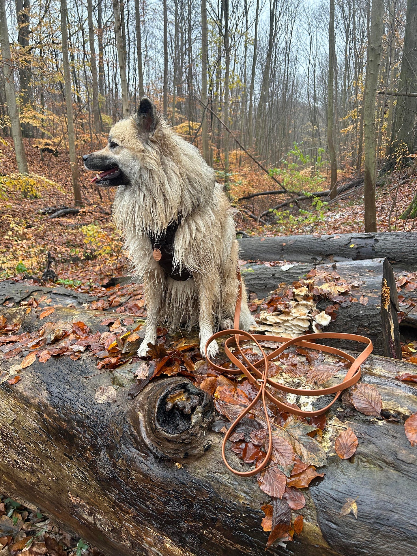 Biothane Adventure hundesnor - 16 mm