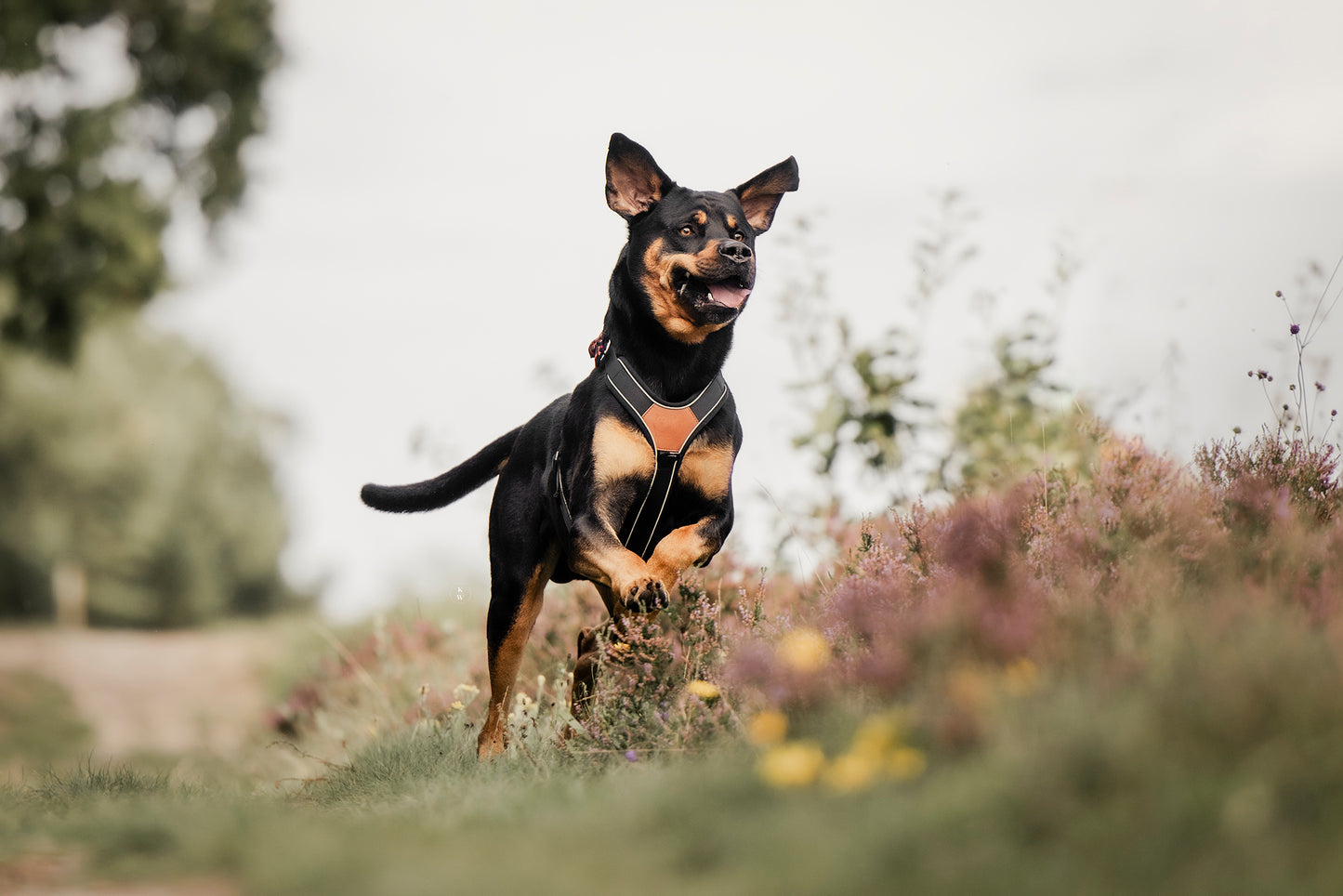 Terrain Trails hundesele - Stylish Black