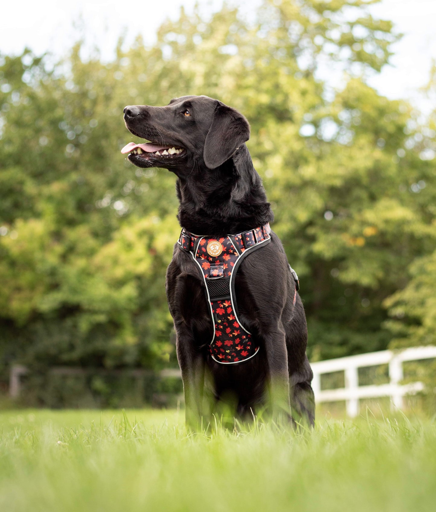 Adventure Trails hundesele - Leaf me not