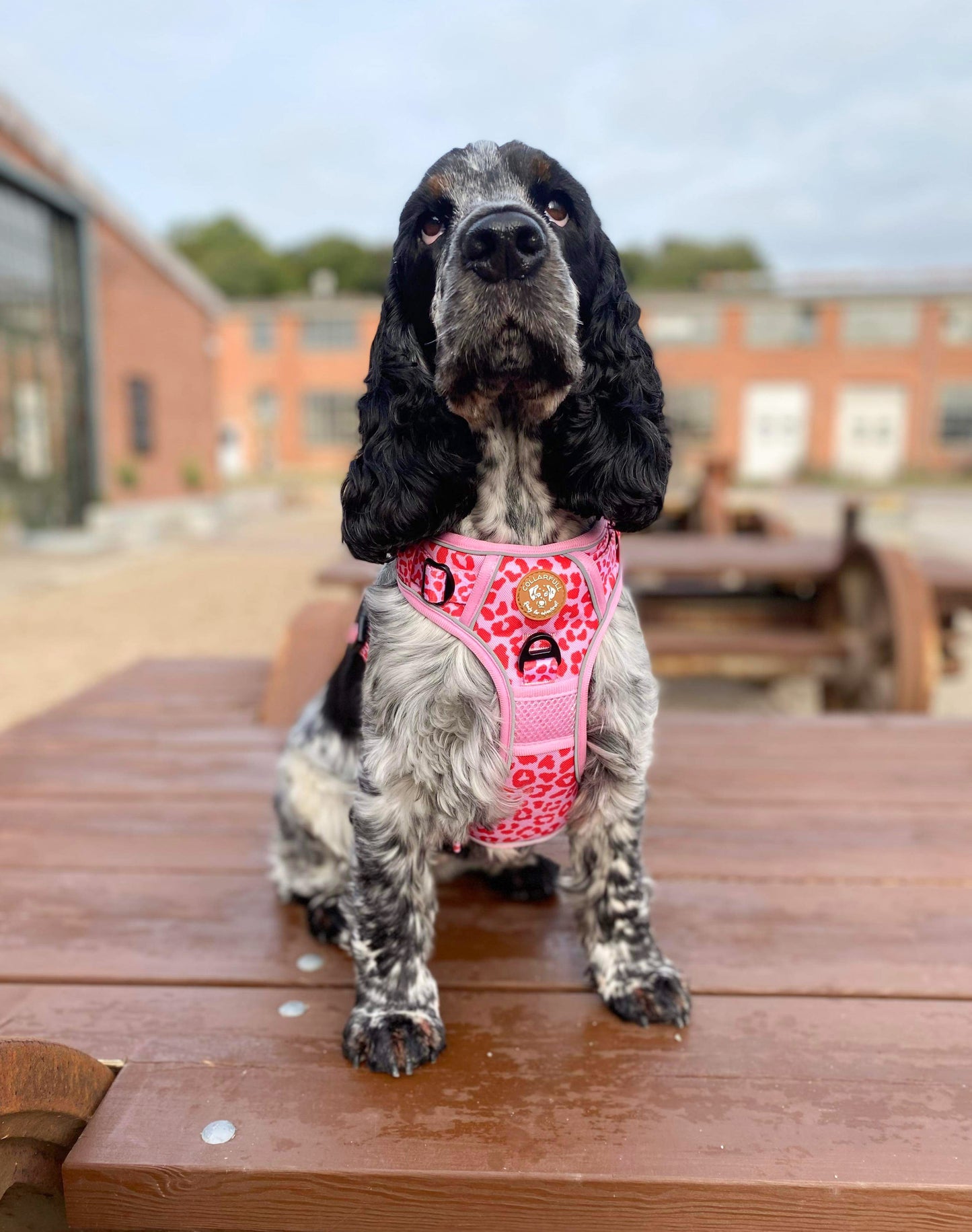 Adventure Trails hundesele - Pink Panther