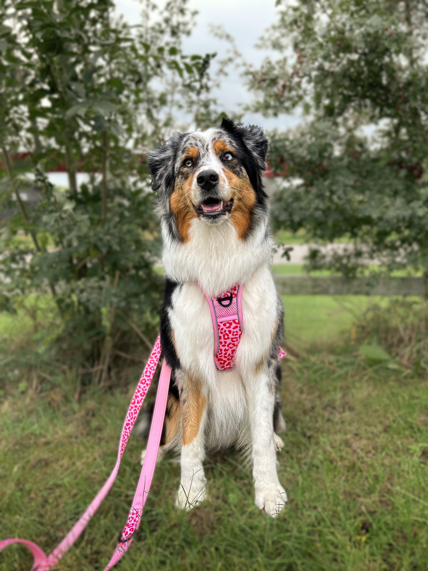 Adventure Trails hundesele - Pink Panther