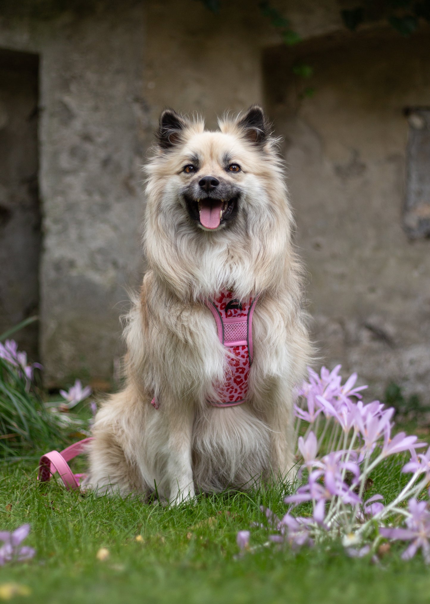 Adventure Trails hundesele - Pink Panther