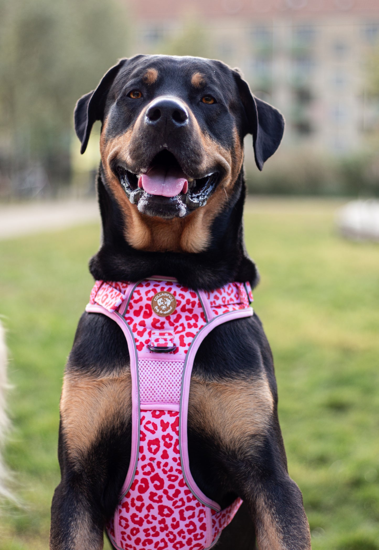 Adventure Trails hundesele - Pink Panther