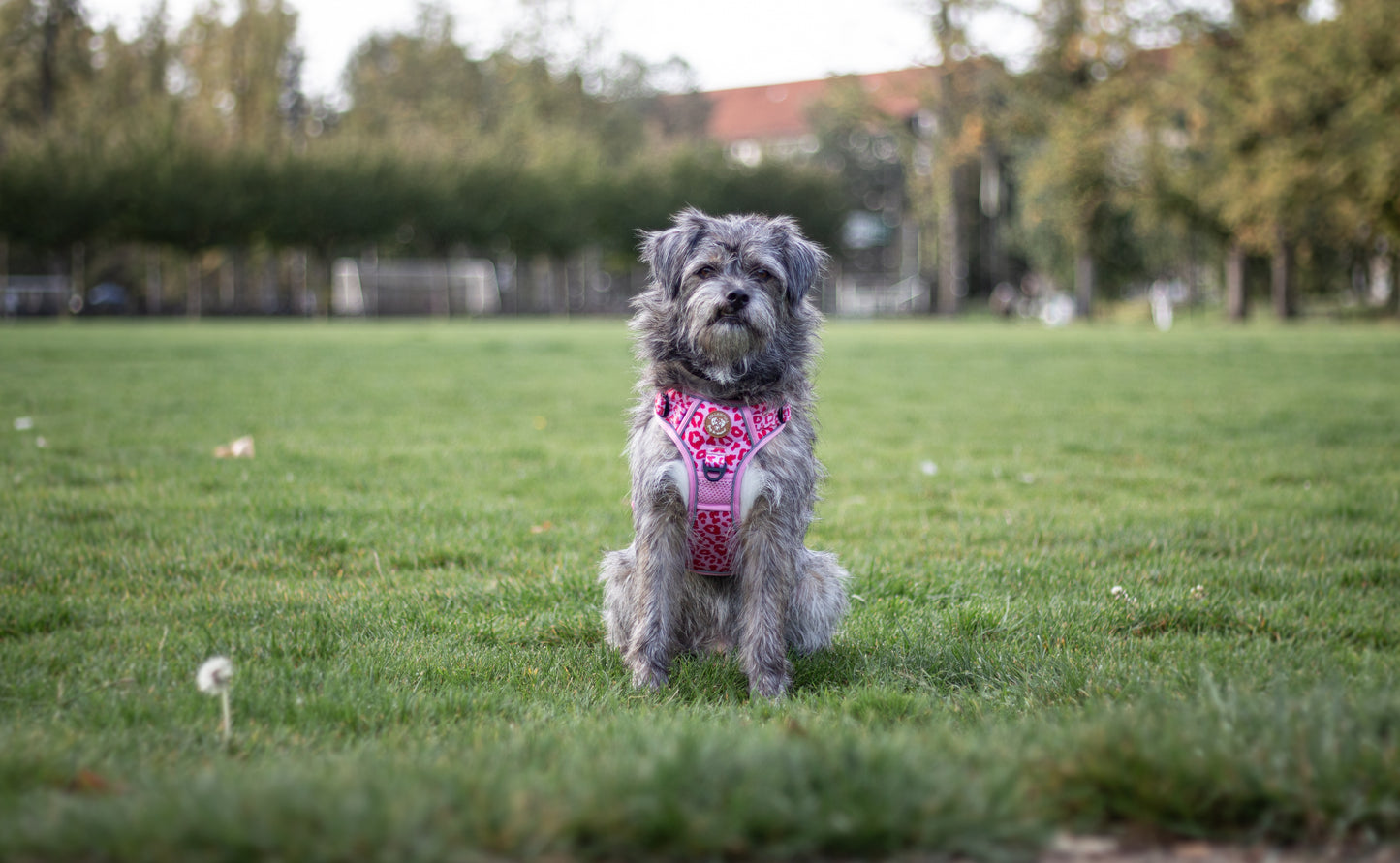 Adventure Trails hundesele - Pink Panther