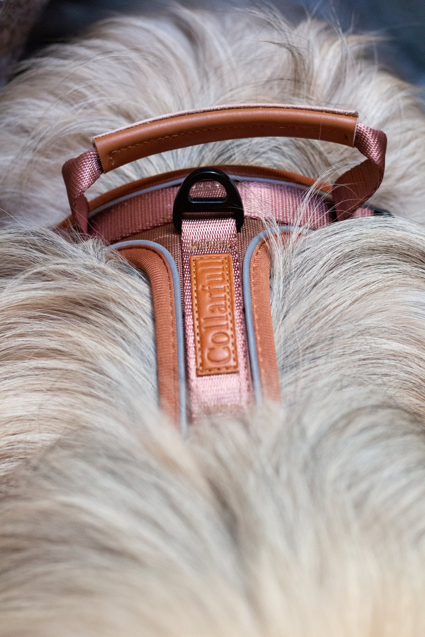 Terrain Trails hundesele - Caramel luxury