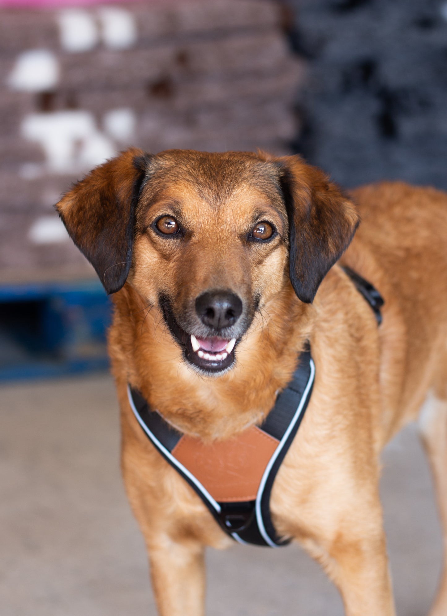 Terrain Trails hundesele - Stylish Black