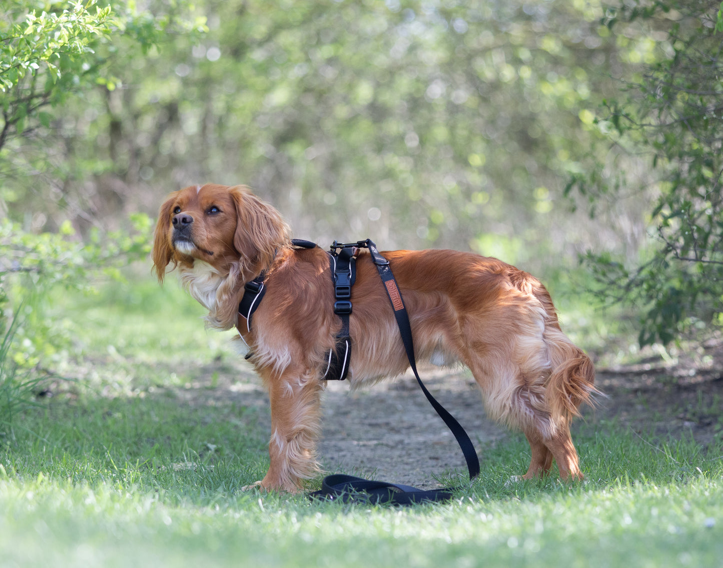 Terrain Trails hundesele - Stylish Black