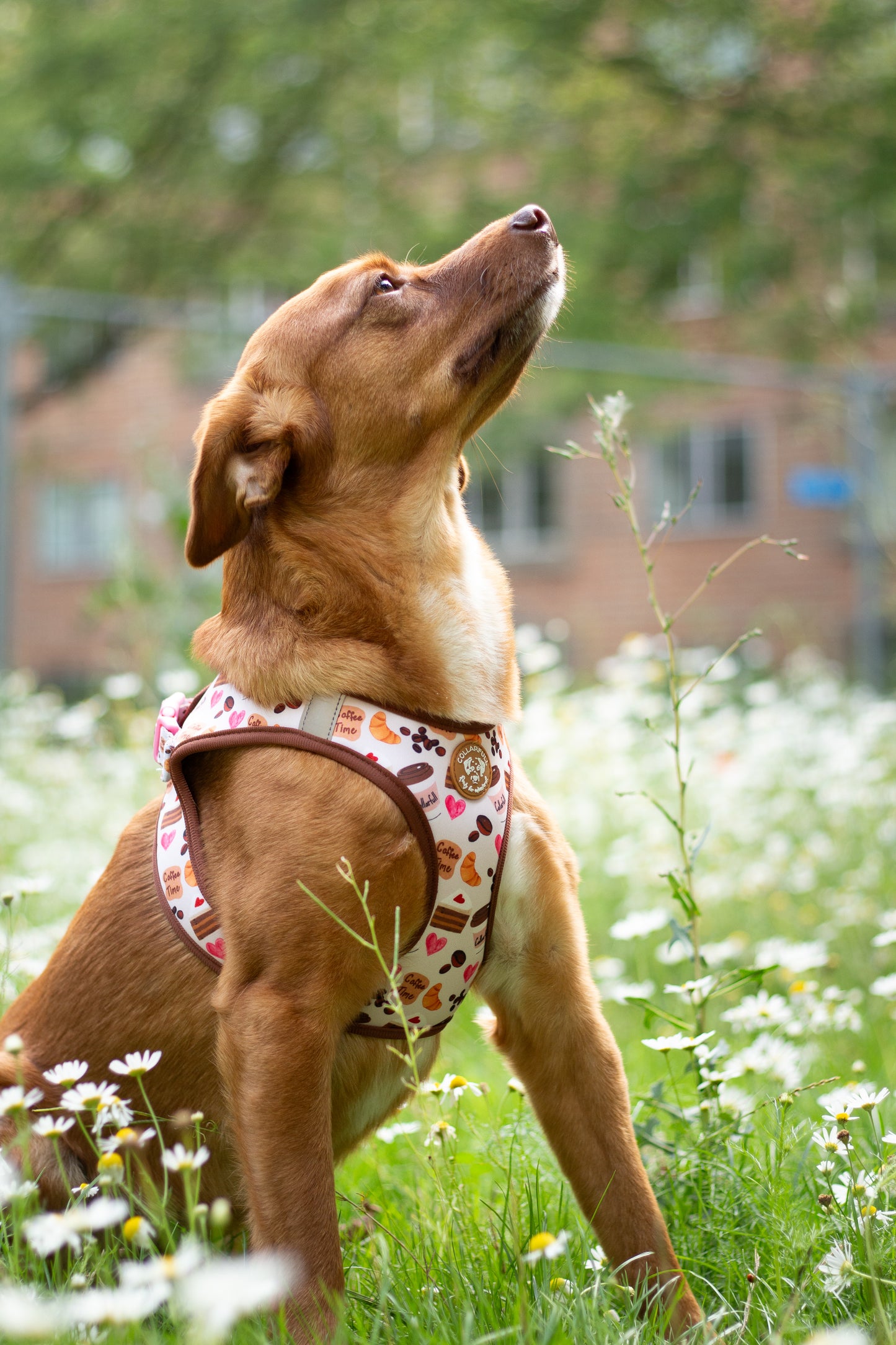 Tiny Trails step-in hundesele - Take a break, with Coffee N' Cake