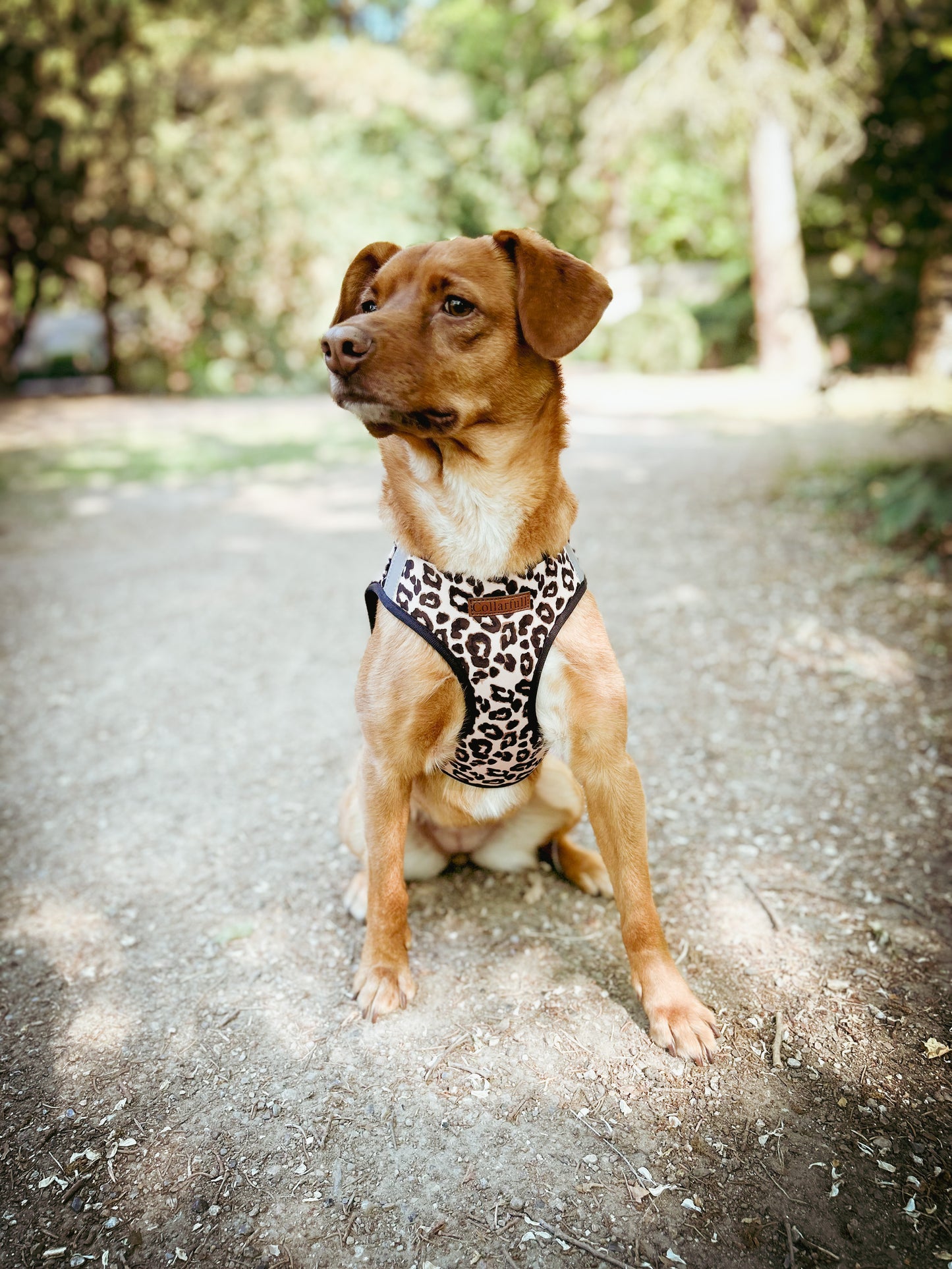 Cheeky Cheetah step-in hundesele