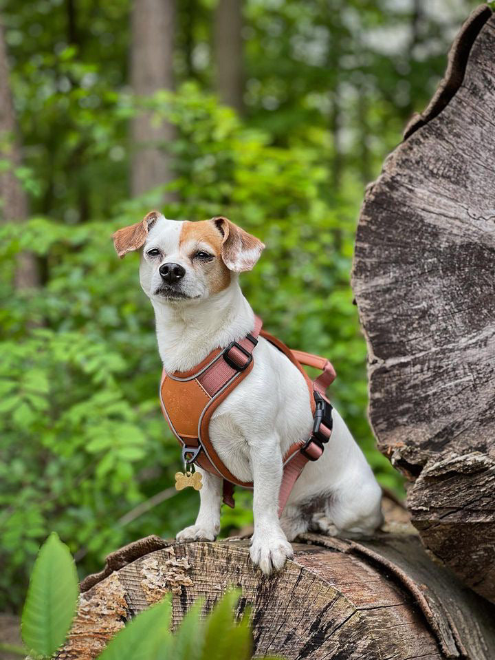 Terrain Trails hundesele - Caramel luxury