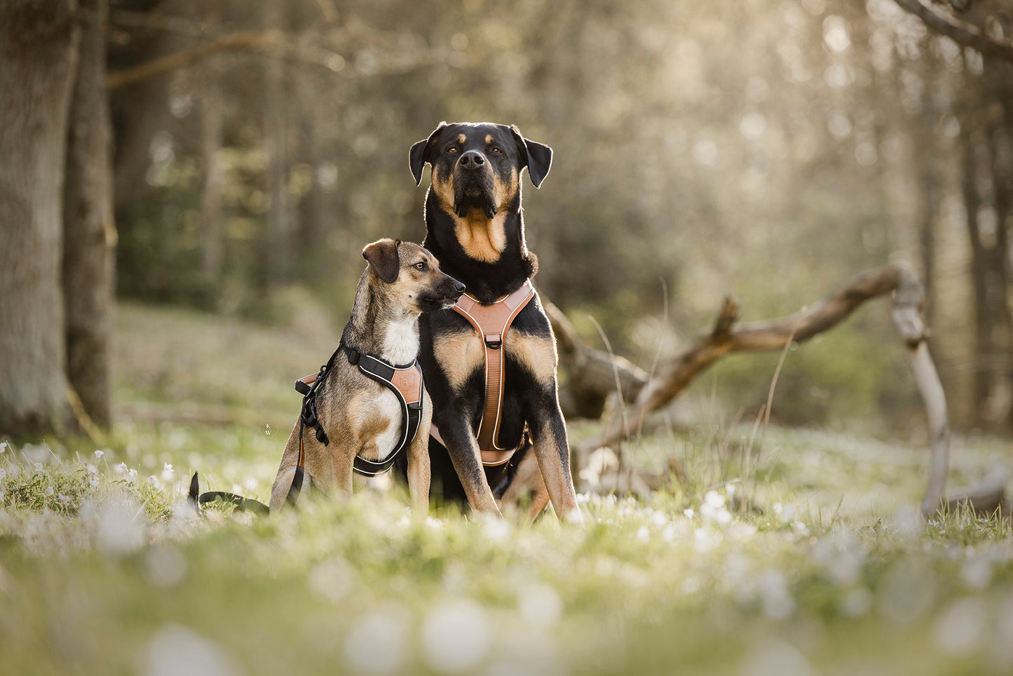 Terrain Trails hundesele - Caramel luxury