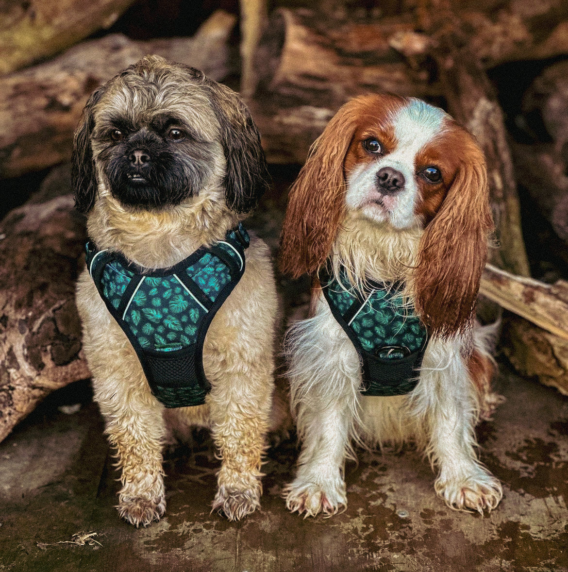 Adventure Trails hundesele - Evergreen