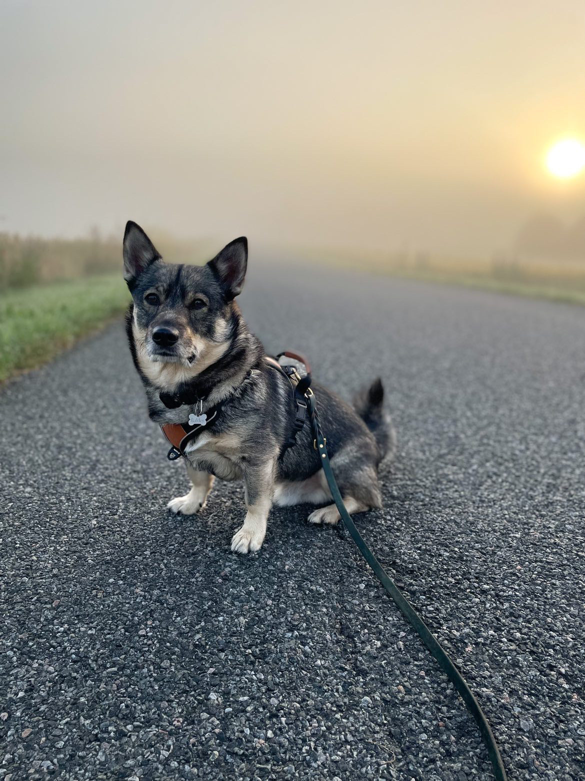 Terrain Trails hundesele - Stylish Black