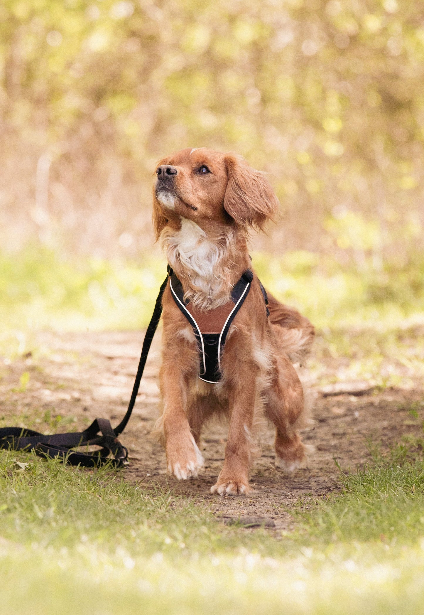 Terrain Trails hundesele - Stylish Black