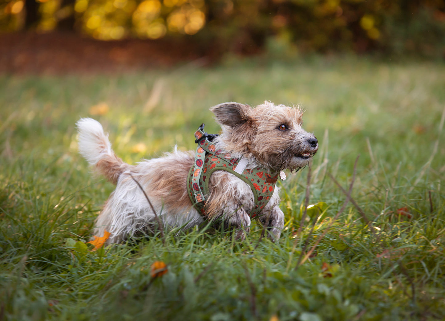 Autumn Delight step-in hundesele