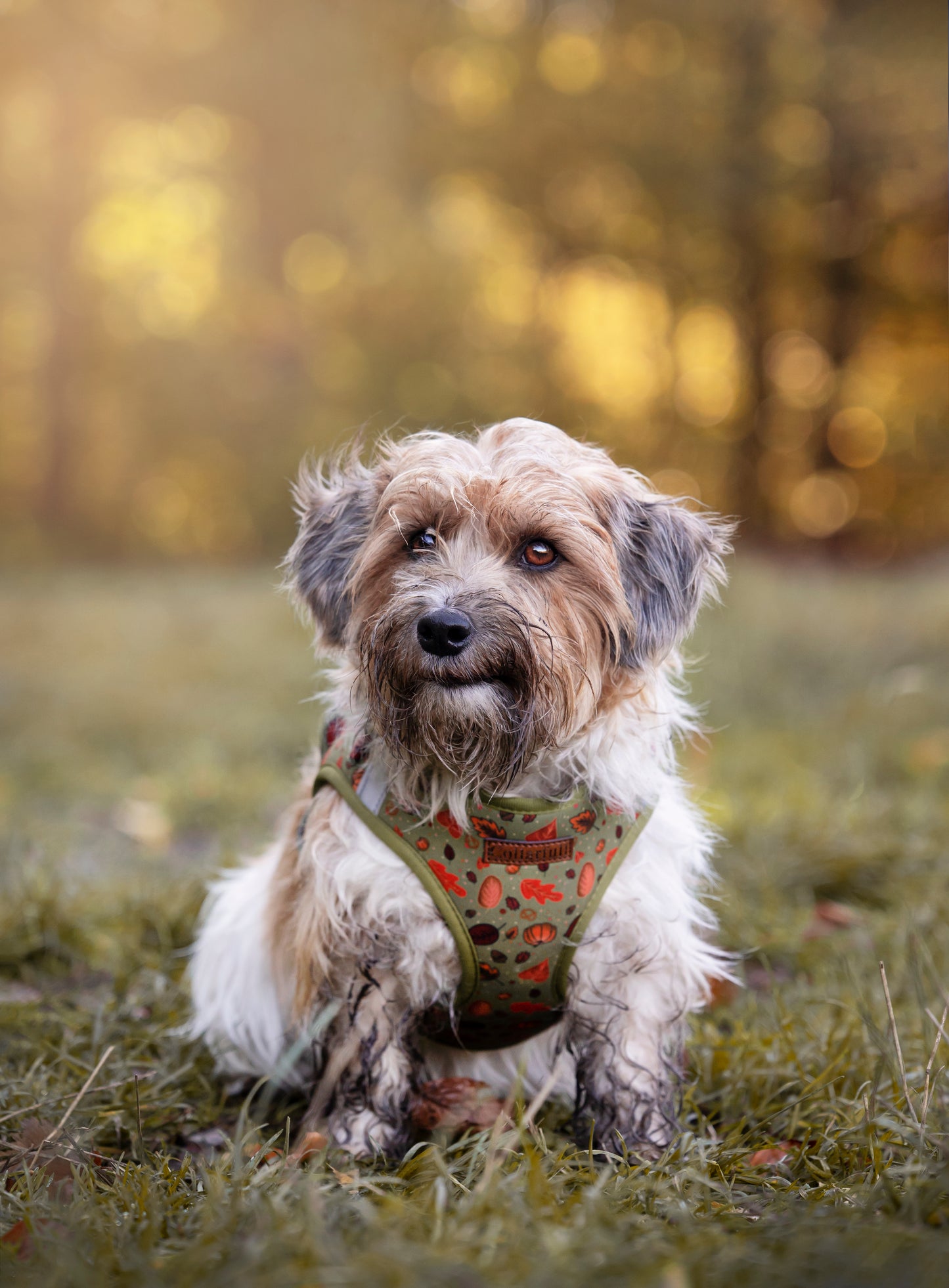Autumn Delight step-in hundesele