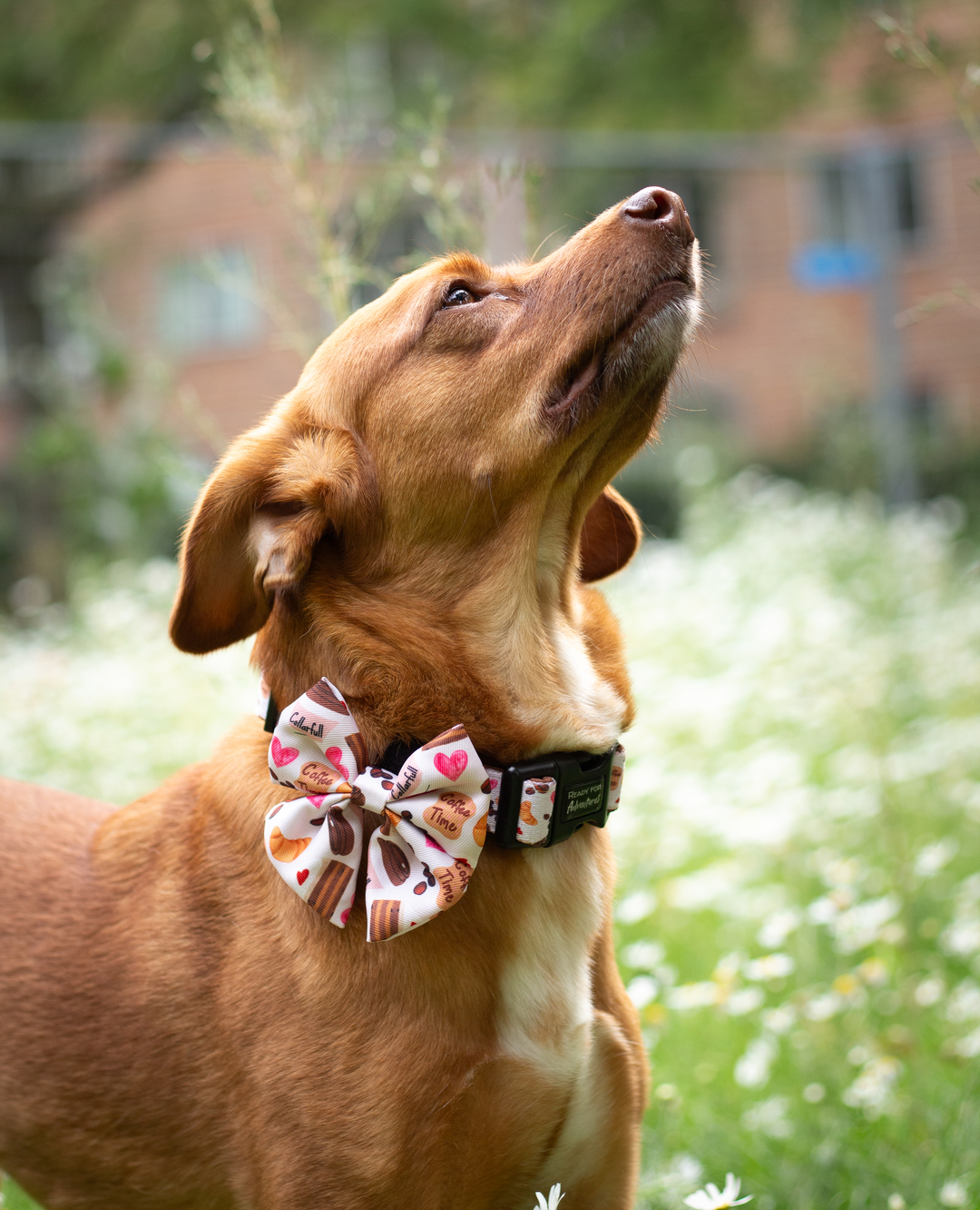 Bowties - Collarfull.dk