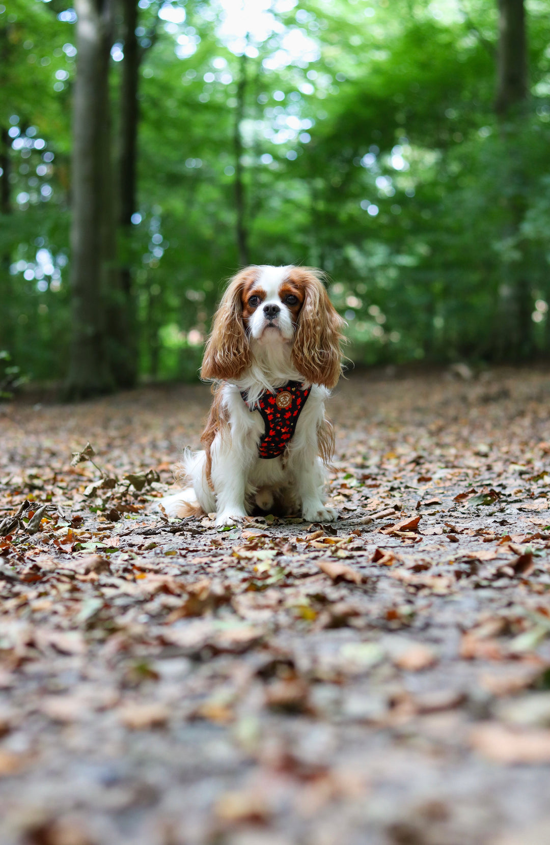 Tiny Trails step-in hundesele - Leaf me not