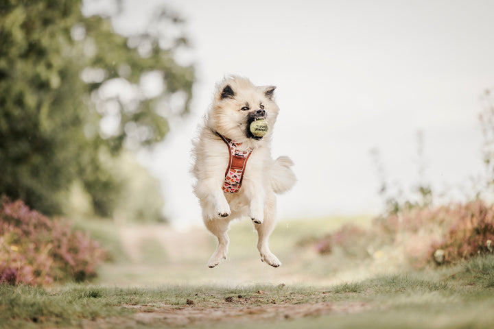 Adventure Trails hundesele - Take a break, with Coffee N' Cake