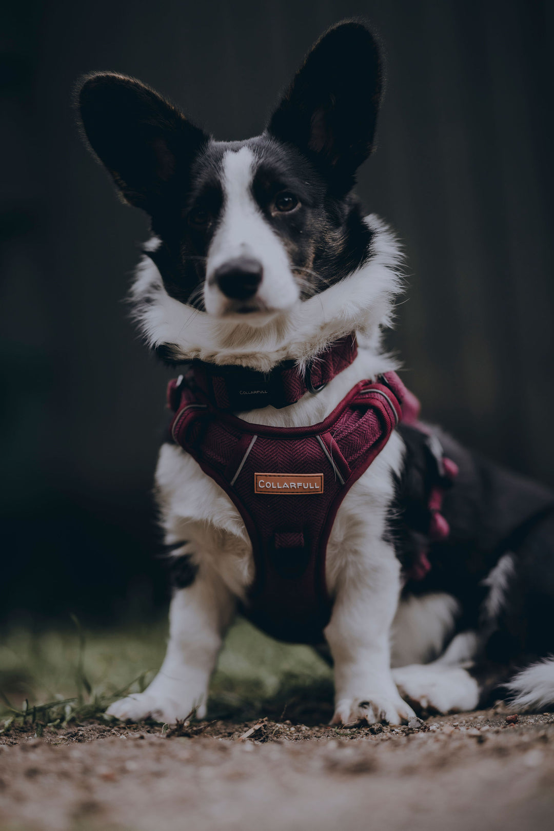 Adventure Trails hundesele - Burgundy Herringbone Tweed