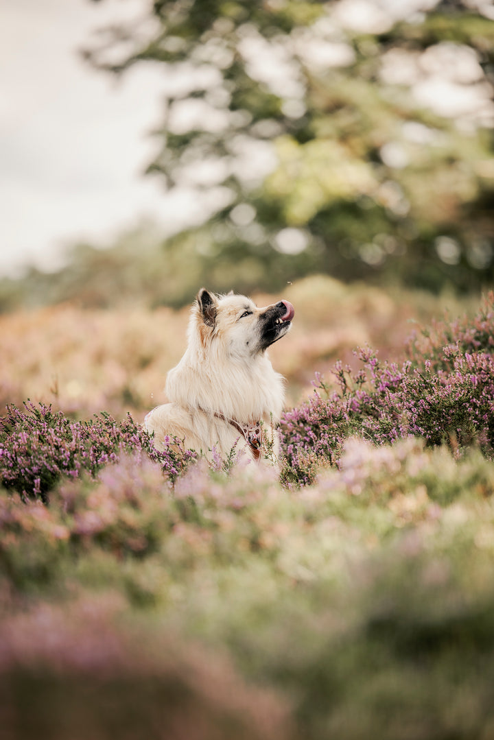 Adventure Trails hundesele - Take a break, with Coffee N' Cake