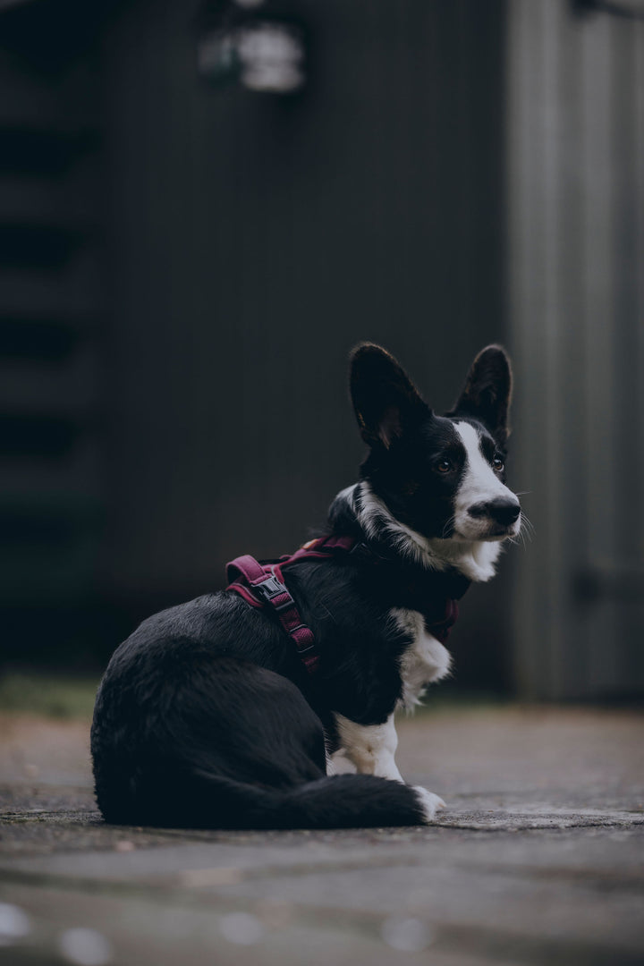 Adventure Trails hundesele - Burgundy Herringbone Tweed