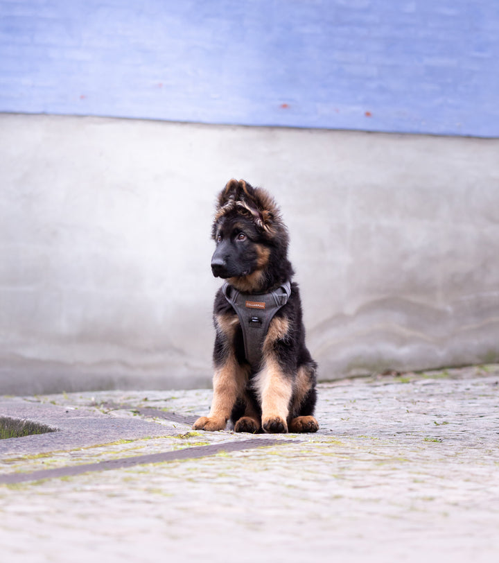 Adventure Trails hundesele - Grey Herringbone Tweed