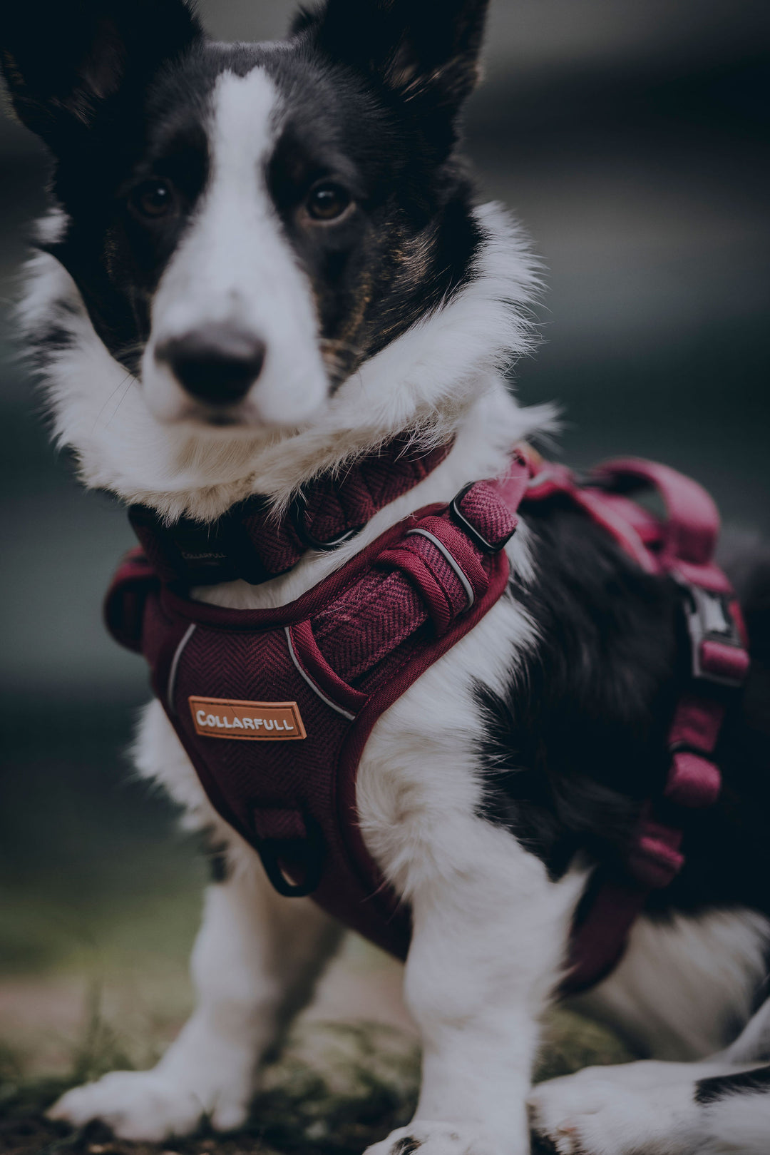 Adventure Trails hundesele - Burgundy Herringbone Tweed