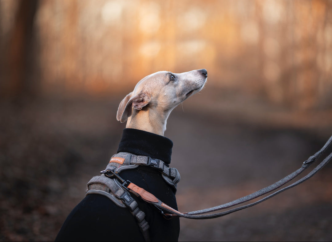 Adventure Trails hundesele - Grey Herringbone Tweed