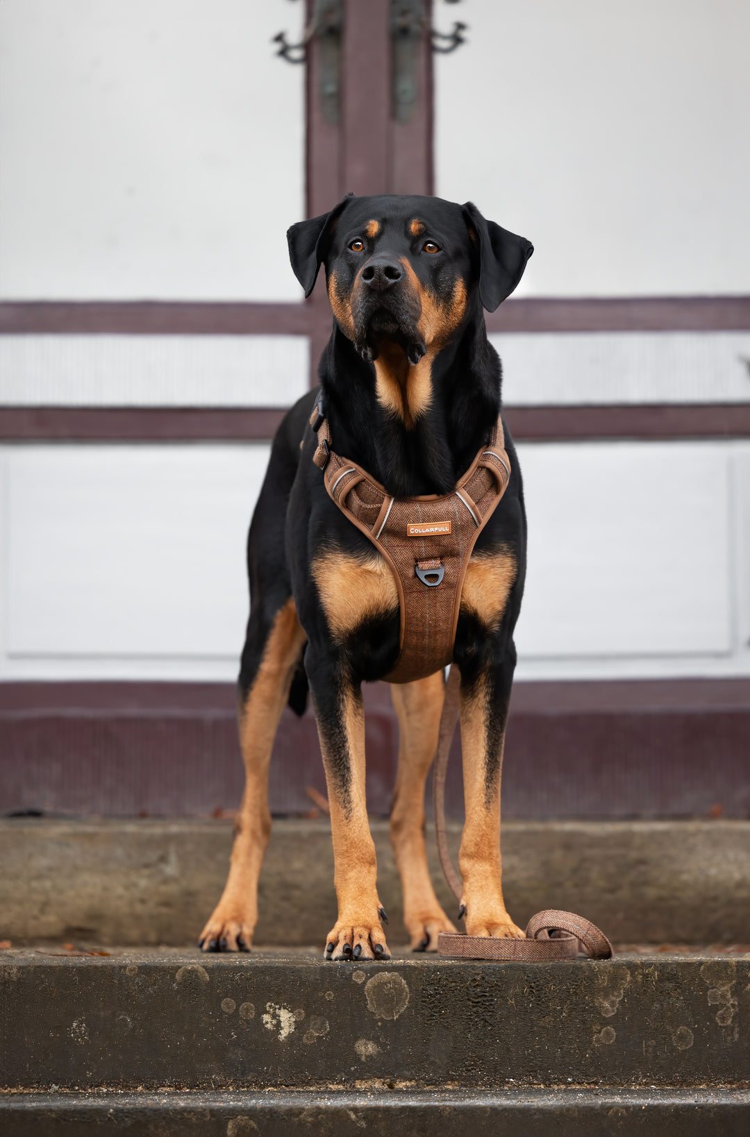 Justerbar hundesnor - Brown Herringbone Tweed