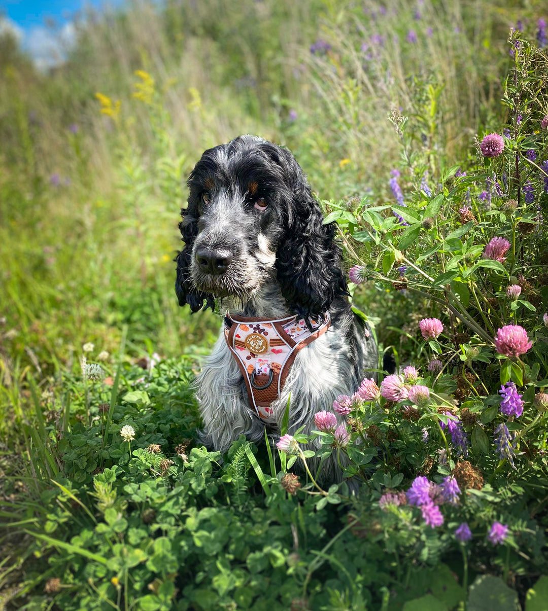 Adventure Trails hundesele - Take a break, with Coffee N' Cake