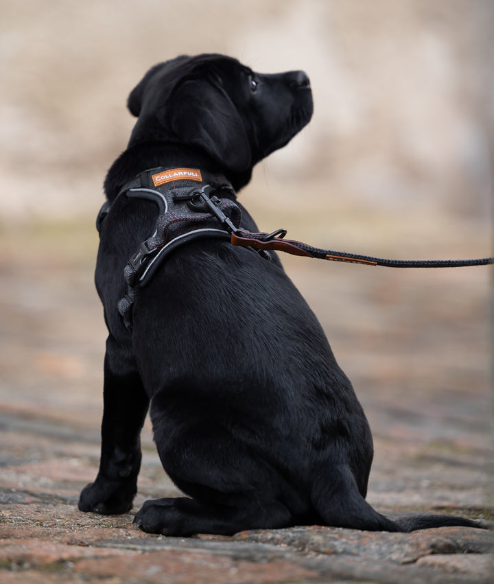 Justerbar hundesnor - Black Herringbone Tweed