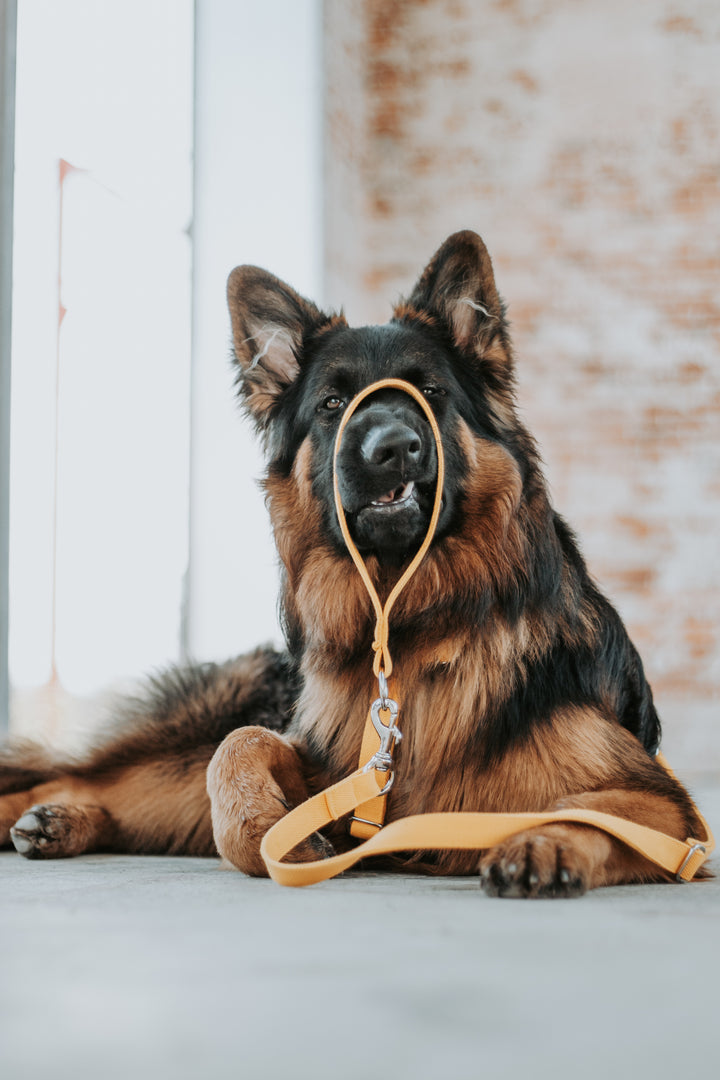 Hands-free hundesnor - Basic Kollektion