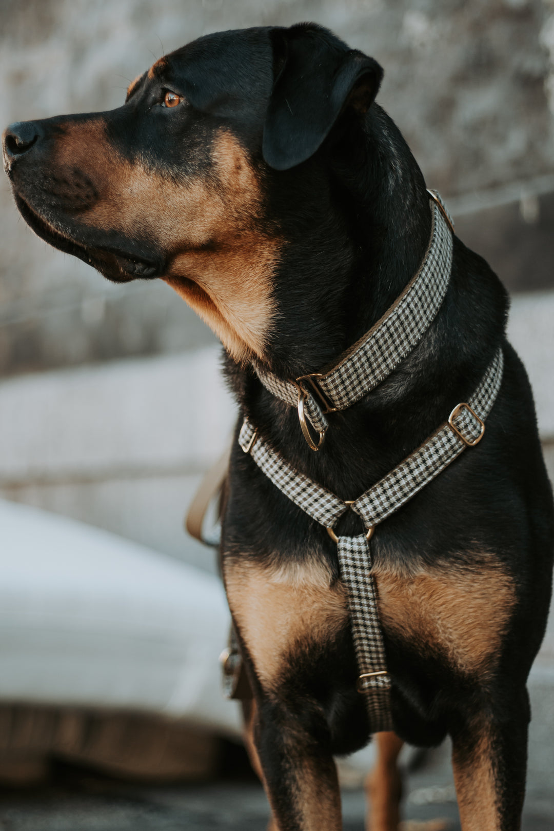 Y dog harness - Sherlock