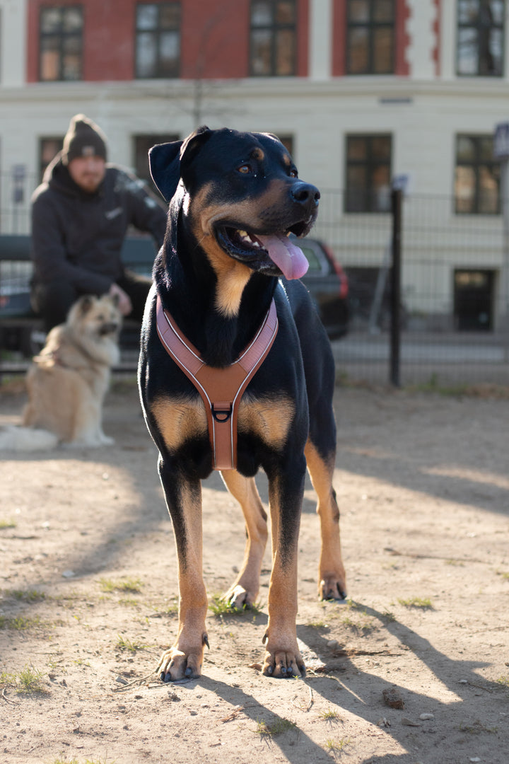 Terrain Trails hundesele - Caramel luxury