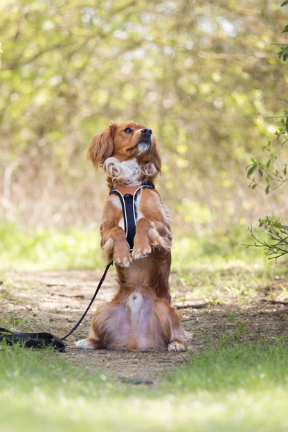 Terrain Trails hundesele - Stylish Black