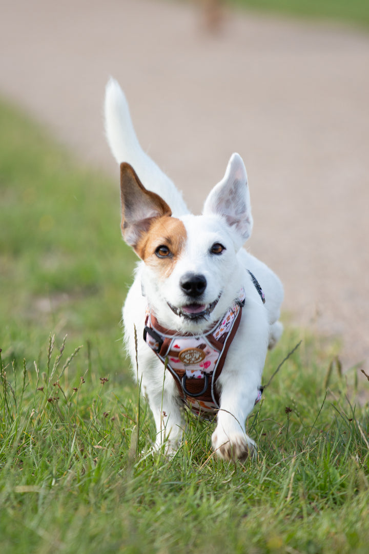 Adventure Trails hundesele - Take a break, with Coffee N' Cake