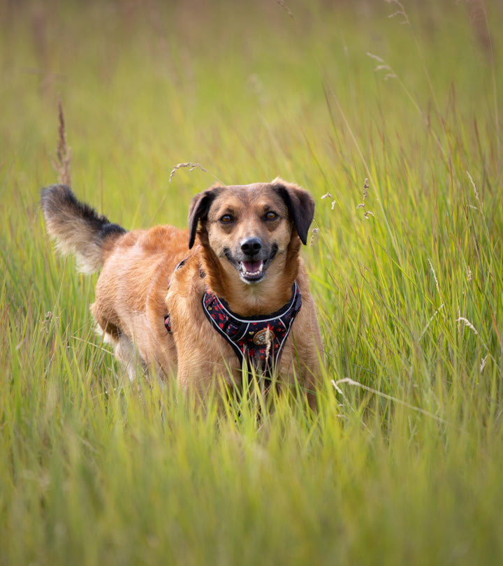 Adventure Trails hundesele - Leaf me not