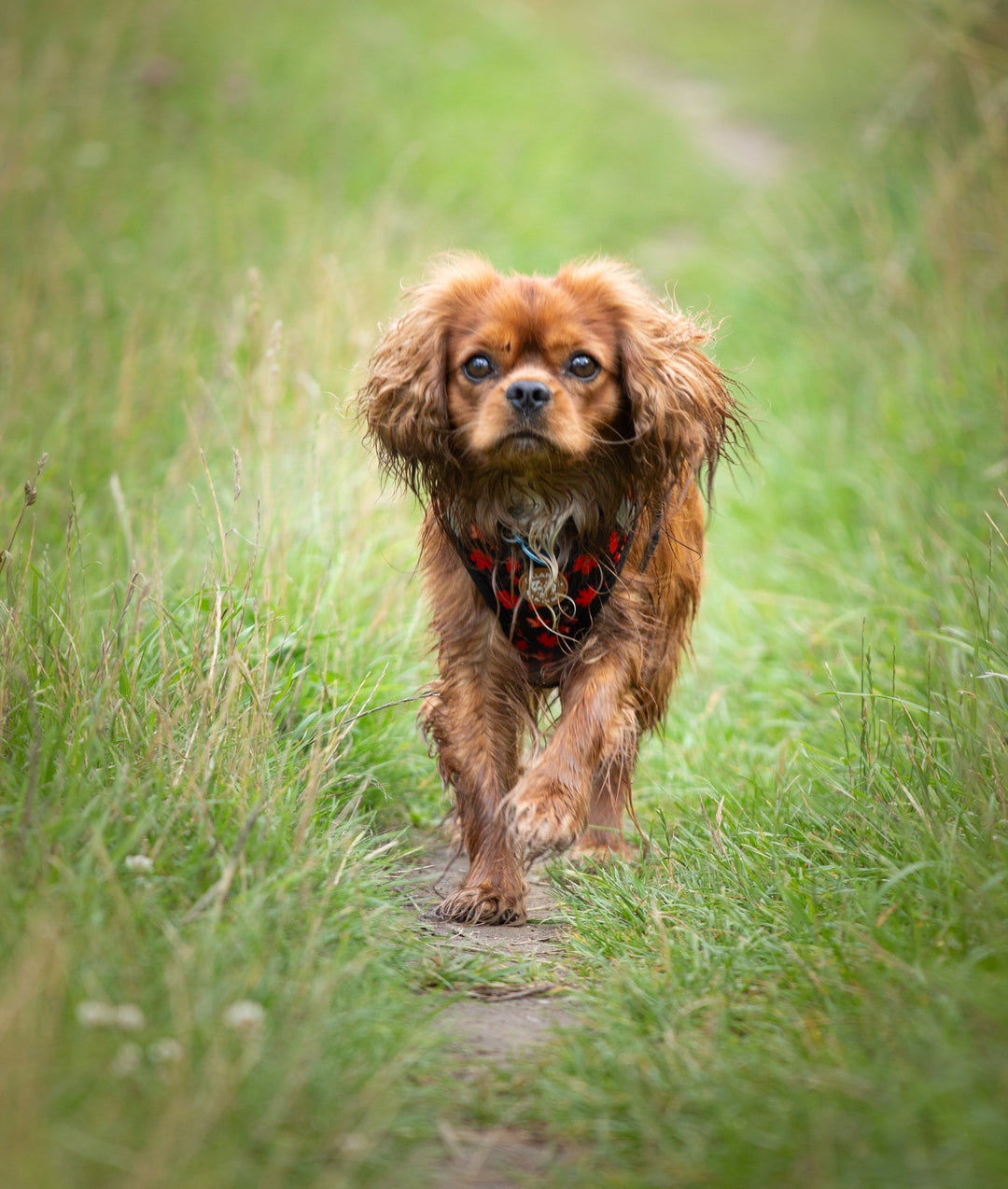 Tiny Trails step-in hundesele - Leaf me not