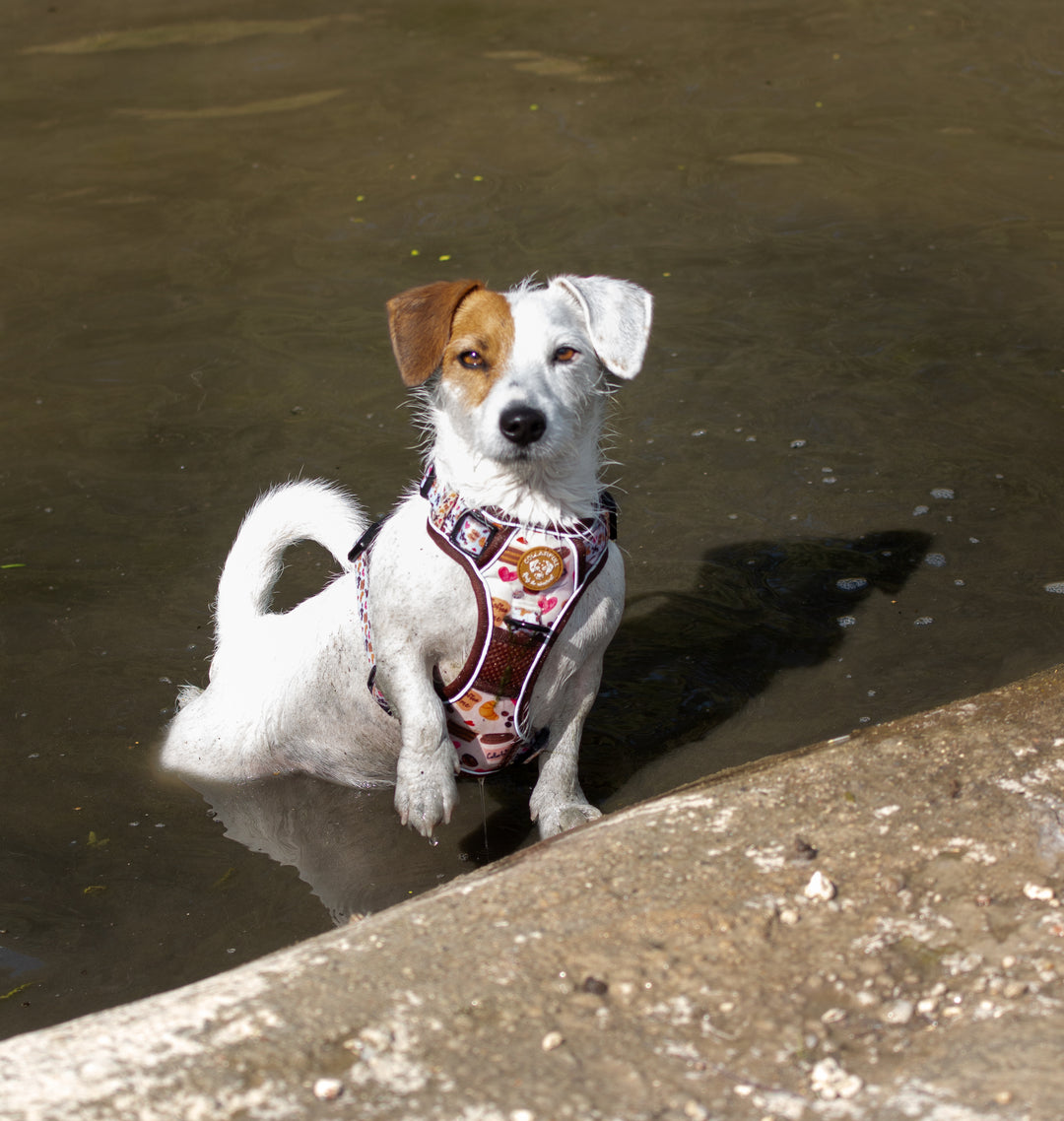 Adventure Trails hundesele - Take a break, with Coffee N' Cake