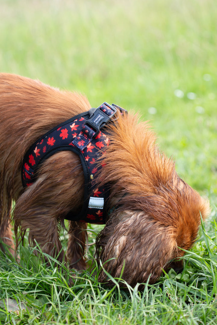 Tiny Trails step-in hundesele - Leaf me not