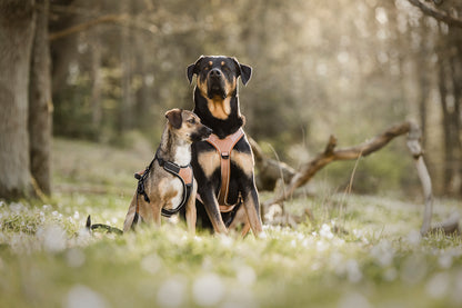 Terrain Trails hundesele - Stylish Black