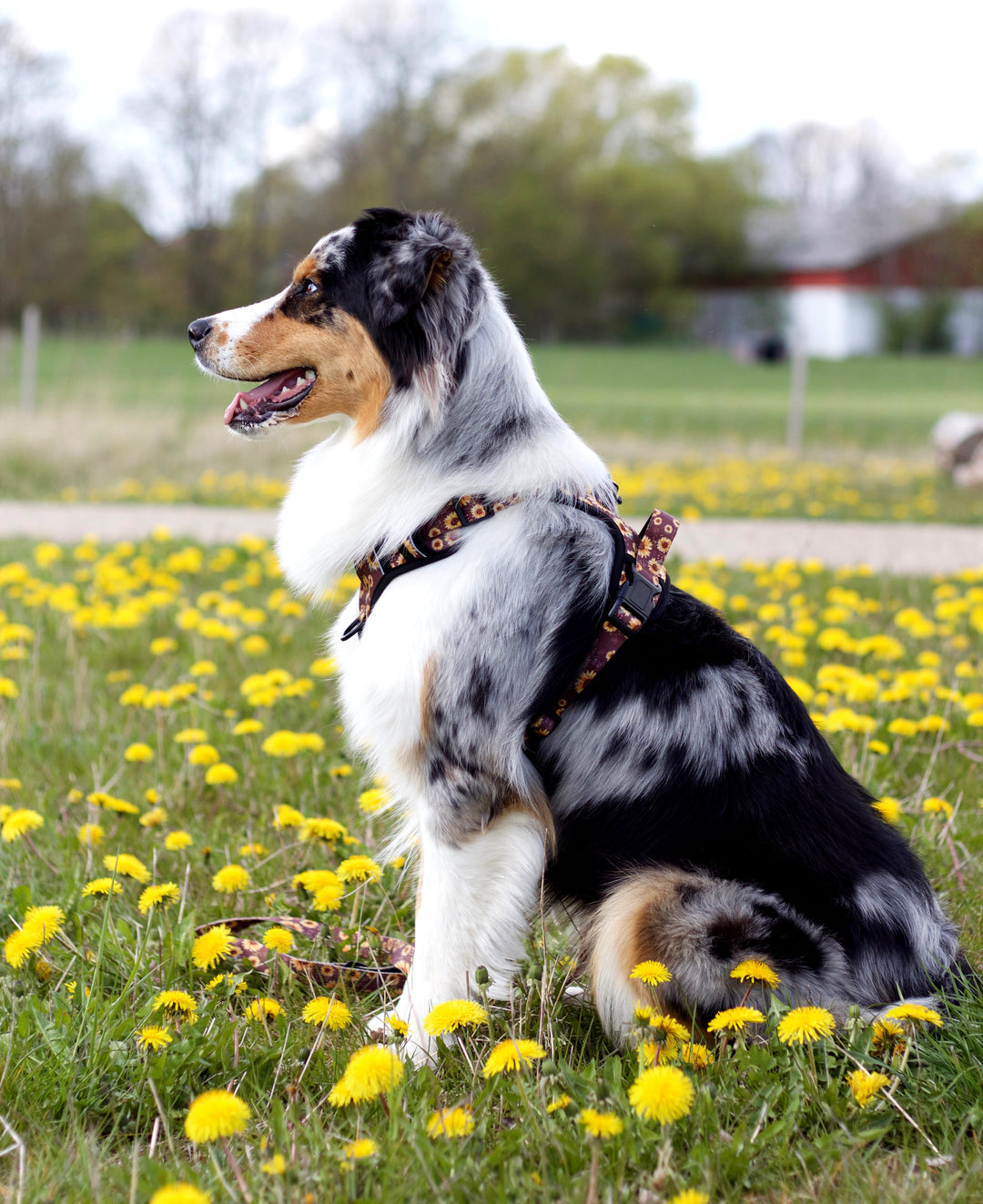 Adventure Trails hundesele - Sunflowers on my mind