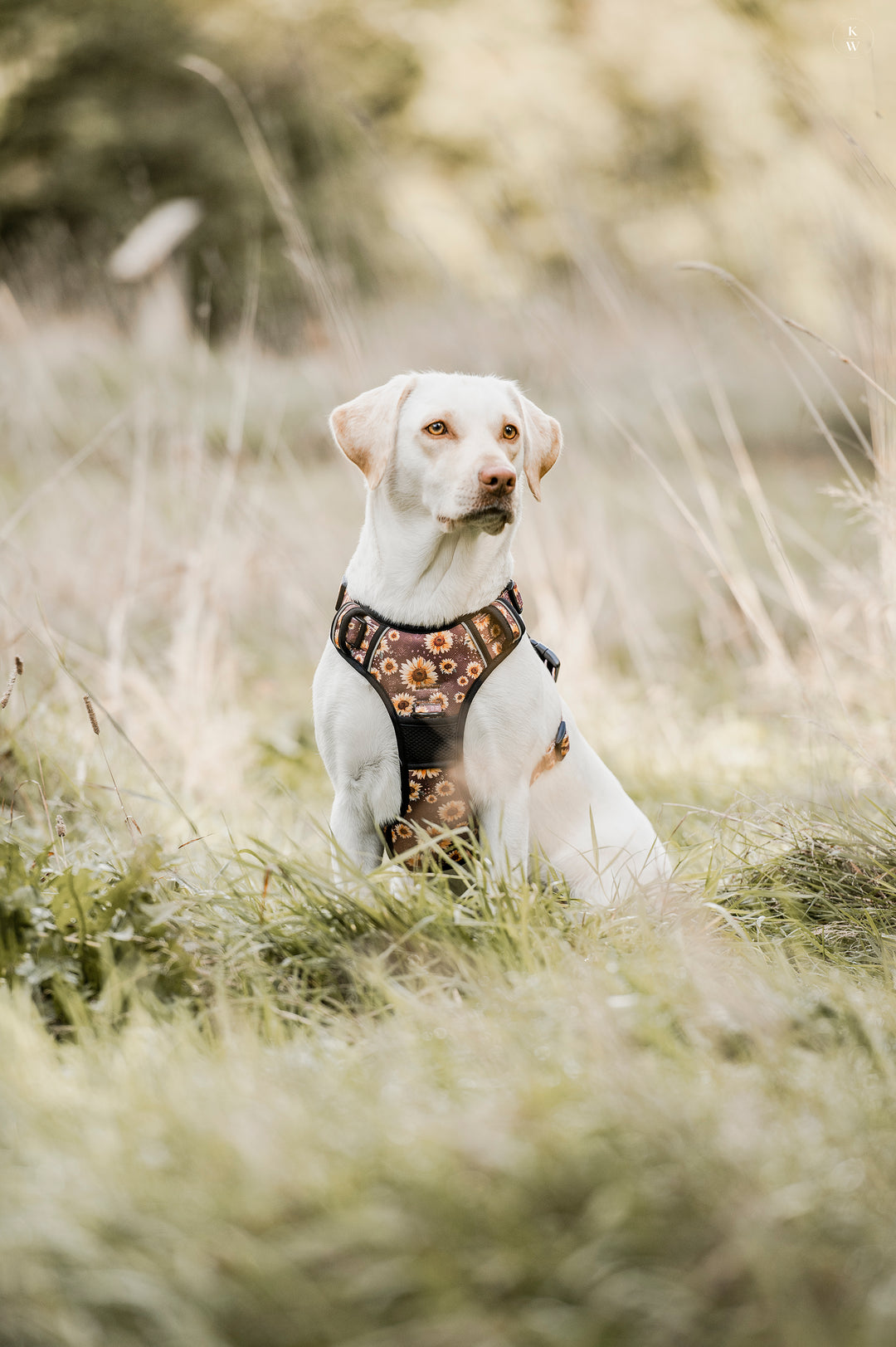 Adventure Trails hundesele - Sunflowers on my mind